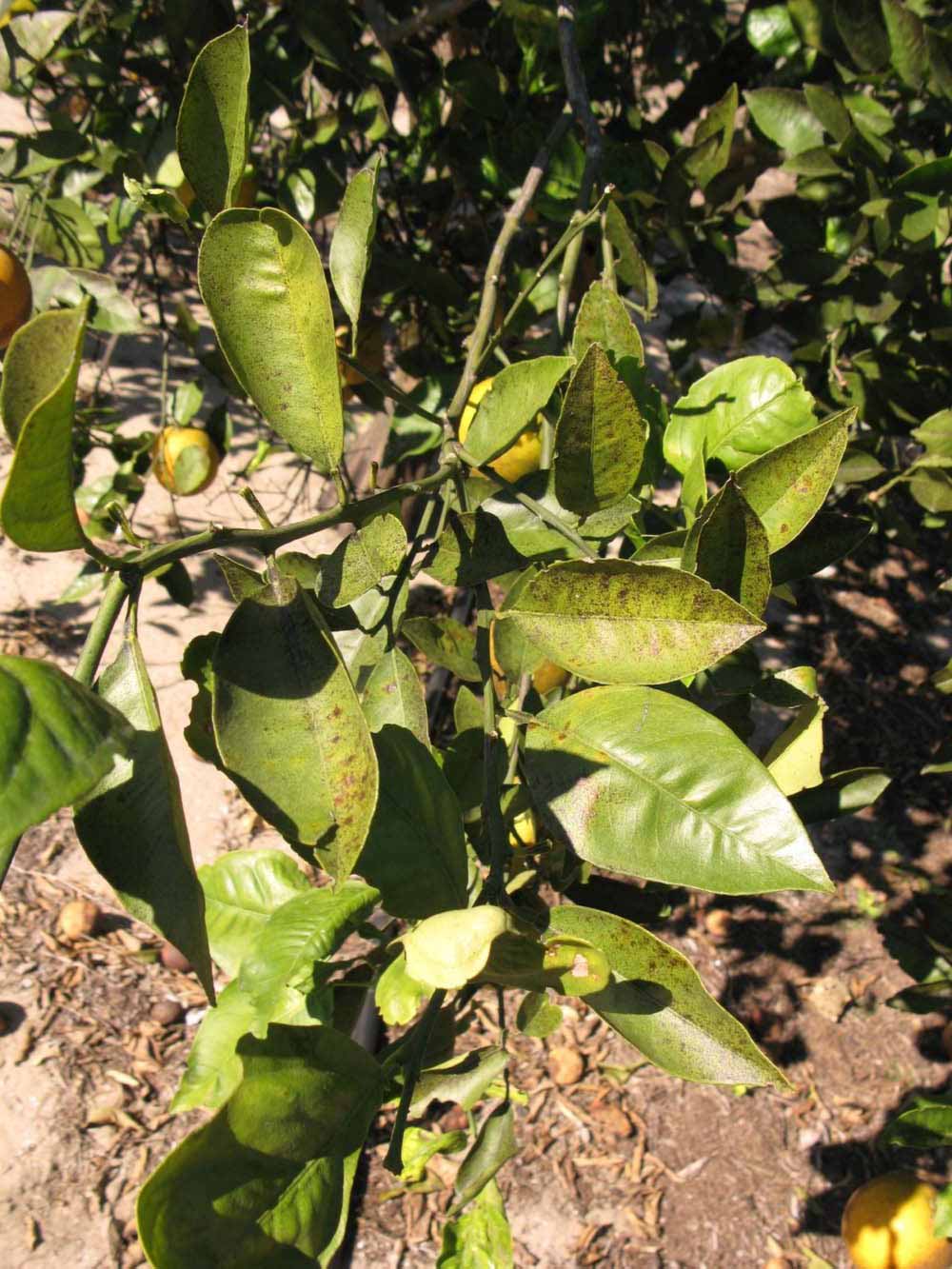            Sun leaves (Winter Haven, FL)   
